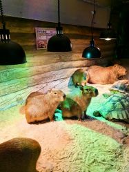 -Zoolung Zoolung动物主题公园(海信广场店)