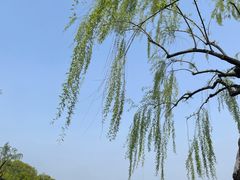 -柳浪闻莺公园