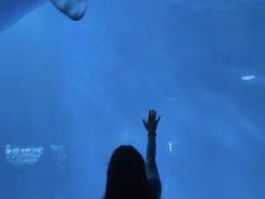 -海合安成都极地海洋公园