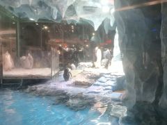 -帝企鹅自助餐厅•儿童岛•真企鹅(长隆企鹅酒店)