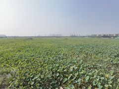 -天津东丽湖风景区