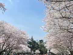 -武汉大学-樱园