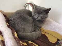 -美联众合宠物医院·爱萌分院·内外科·猫科中心