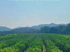 -中国茶叶博物馆(双峰馆区)