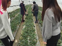 -青浦采草莓天天草莓园