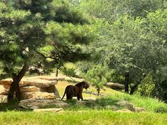 -北京野生动物园