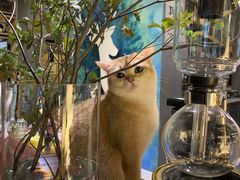 -咖法森林·咖啡  酒吧(天河店)