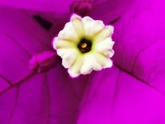 -袁记串串香(川师店)