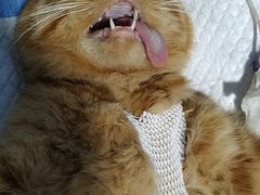 -高德24h动物医院