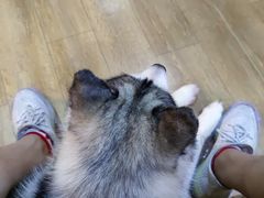 -Husky Go! 哈士奇体验馆·宠物咖啡厅狗咖