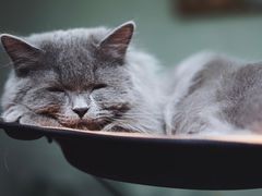 -猫亿天猫咖