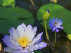 -国家植物园南园