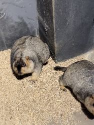 -酷嗒动物文化乐园(cutezoo西溪乐天城店)