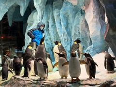 -帝企鹅自助餐厅•儿童岛•真企鹅(长隆企鹅酒店)