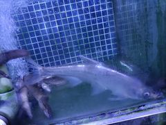 -八仔大富楼·河鲜(西江店)