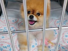 -申普宠物医院·心脏介入·心血管微创(总院)