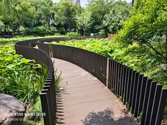 -陈家山荷花公园