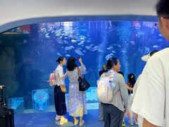 -亚龙湾希尔顿自助餐厅·海鲜·烧烤·沙滩BBQ·现场乐队