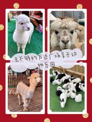 -萌宠亲子动物乐园(槐房万达店)