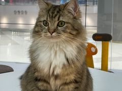 -COLOR PETS 撸猫馆·购猫·猫咖(长风大悦城店)