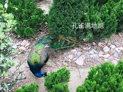 -五龙山野生动物王国