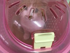 -爱侣宠医·鹦鹉专科·小型哺乳类·异宠专科(灵石路店)