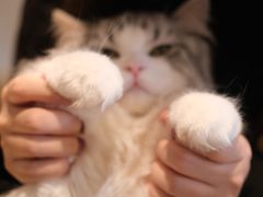 -猫腻·猫咖·撸猫馆(星光大道店)