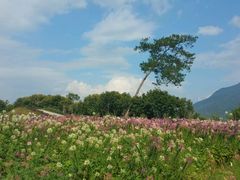 -广州市流溪河国家森林公园