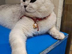 -藏猫猫咖啡主题馆(中央大道店)