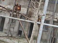 -合肥野生动物园