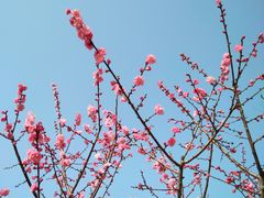 -秀丽东方