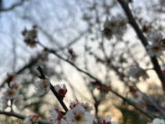 -杭州植物园