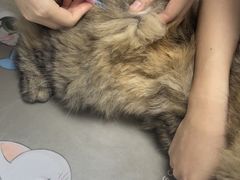 -纳吉亚猫专科动物诊疗中心(蒋宅口分院)