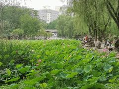 -莲湖公园