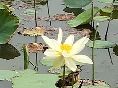 -天津东丽湖风景区