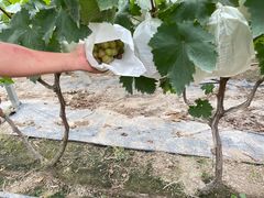 -马陆小张葡萄园农家乐