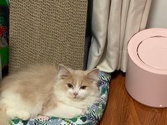 -猫大福·Fortune Cat猫舍(百子湾店)