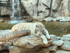 -北京野生动物园