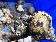 -青石桥花鸟鱼虫市场(叠翠城店)