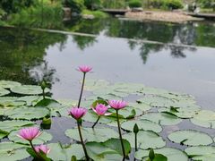 -云溪植物园