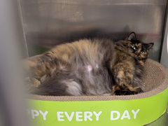 -安安宠医宠物医院·异宠·犬猫内科(岳阳分院)