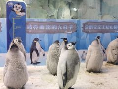 -珠海长隆海洋王国