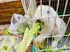 -大象厨房(重庆道店)