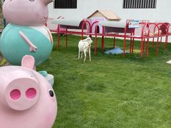 -杭州湾海上花田景区