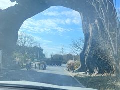 -广富林郊野公园