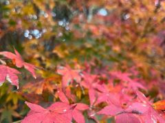 -西湖风景区-江洋畈生态公园