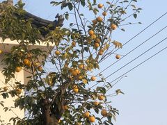 -巴山一绝烤全羊(三圣乡刘家花园店)