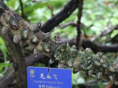 -中国科学院西双版纳热带植物园