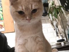 -平行世界·猫咖(首经贸店)