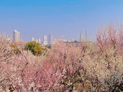-南京古林公园